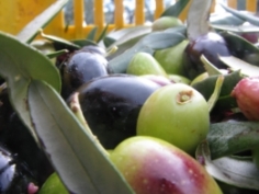 olive del 2008